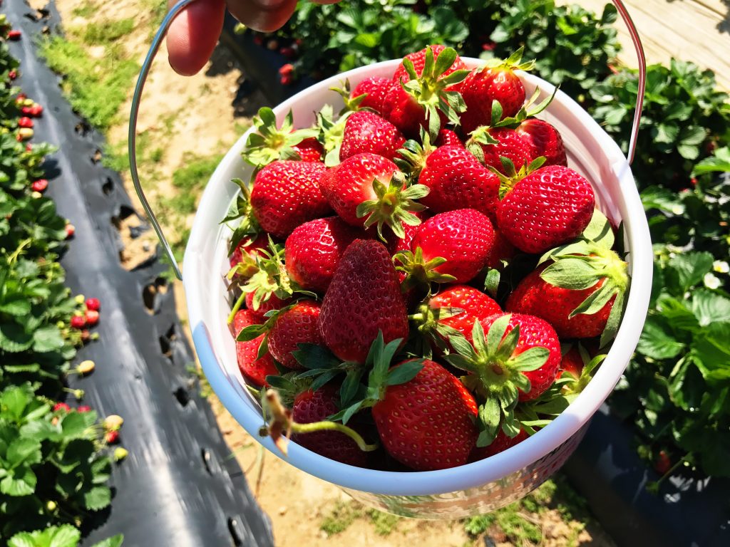 Five of the Best Farms for Strawberry Picking Near Atlanta
