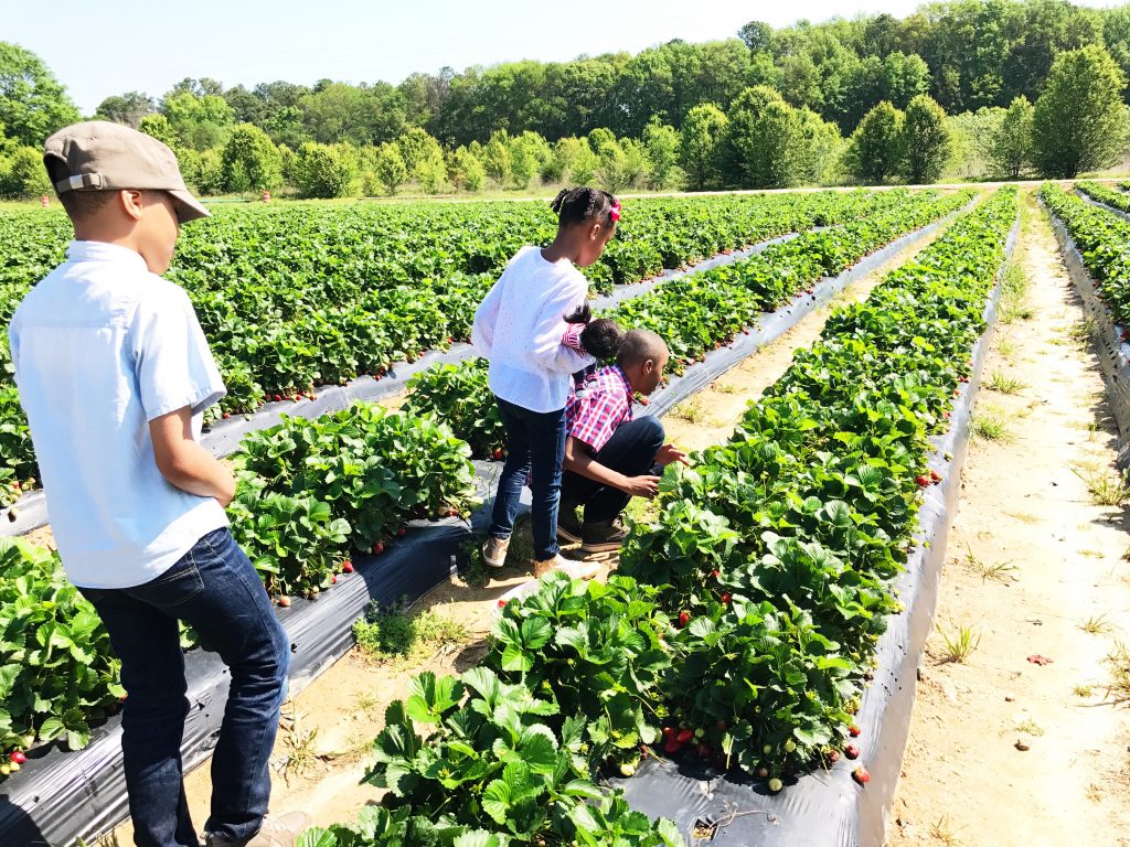 Five of the Best Strawberry Farms in Atlanta