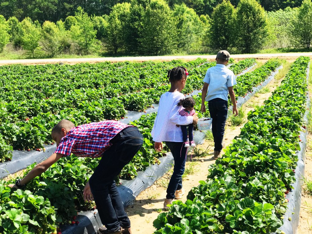 Five of the Best Strawberry Farms in Atlanta