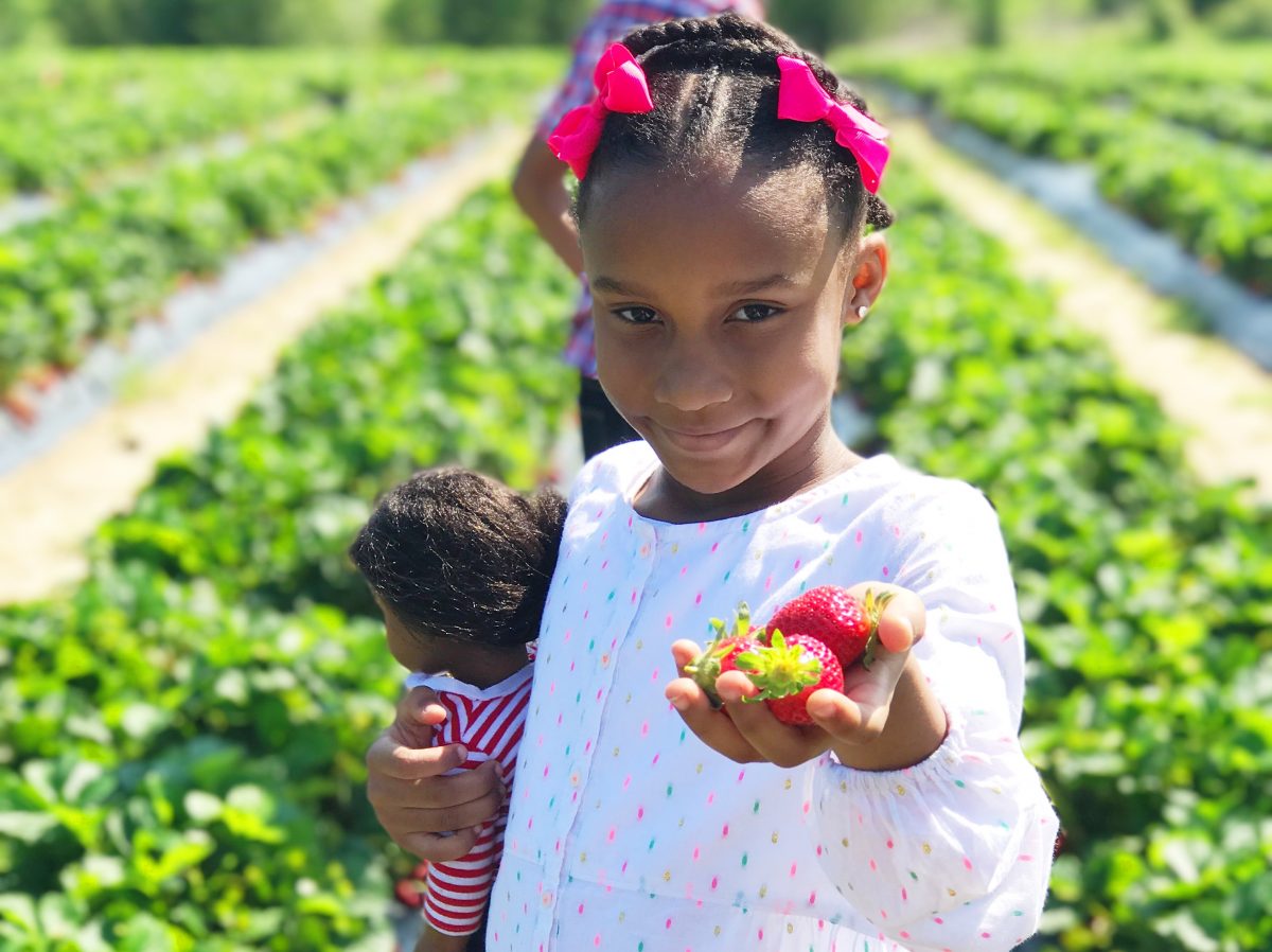 Five of the Best Farms for Strawberry Picking Near Atlanta